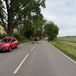 Ast auf Fahrbahn